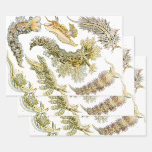 Meeresschnecken von Ernst Haeckel, Vintage Nudibra Geschenkpapier Set