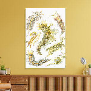 Meeresschnecken von Ernst Haeckel, Vintage Nudibra Leinwanddruck