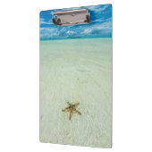 Meerestern in flachem Wasser, Palau Klemmbrett (Links)