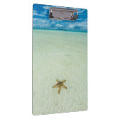 Meerestern in flachem Wasser, Palau Klemmbrett (Rechts)