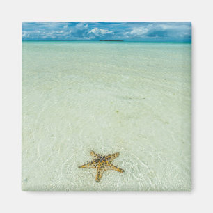 Meerestern in flachem Wasser, Palau Magnet