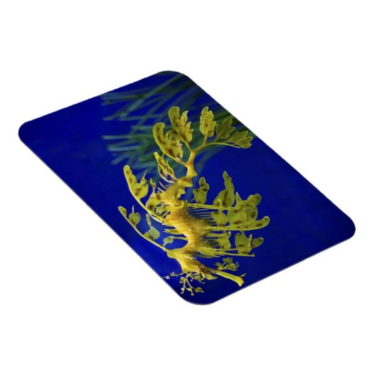 Meerestier Magnet (Rechte Seite)