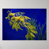 Meerestier Poster (Vorne)