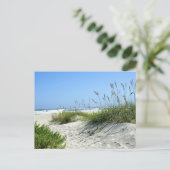 Meerestiere bei Ocracoke Postkarte (Stehend Vorderseite)