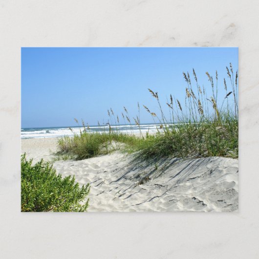 Meerestiere bei Ocracoke Postkarte (Vorderseite)