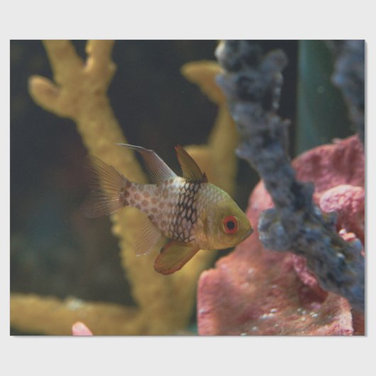 Meerestiere Geschenkpapier (Flach)