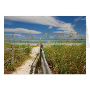 Meerestiere (Uniola paniculata), die am Strand ang