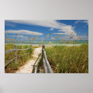 Meerestiere (Uniola paniculata), die am Strand ang Poster