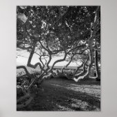 Meerestrauben Schwarze und weiße Strandbilder Poster (Vorne)