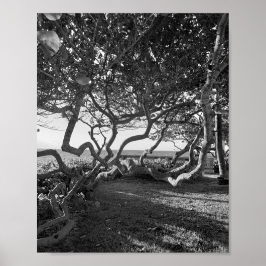 Meerestrauben Schwarze und weiße Strandbilder Poster (Vorne)