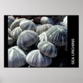 MEERESURCHINEN POSTER (Vorne)