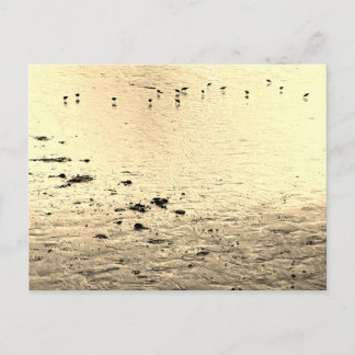 Meeresvögel in Sepia Postkarte