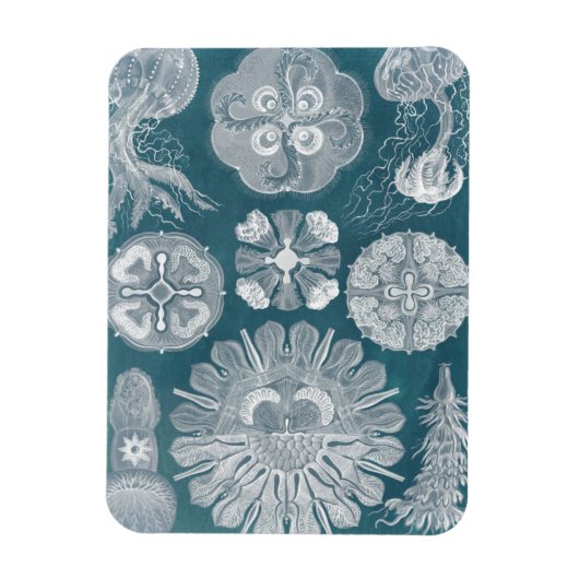 Meereswelt Blueprint IV Magnet (Vertikal)