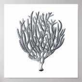 Meereswelt Gruppe12A Print 1 Poster (Vorne)