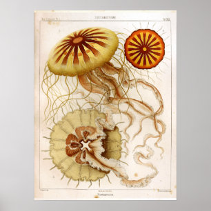 Meereswelt-Ozean-Quallen-Kunst-Druck Ernst Haeckel Poster
