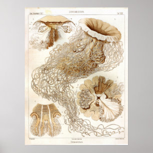 Meereswelt-Ozean-Quallen-Kunst-Druck Ernst Haeckel Poster