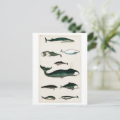 Meereswelt POSTCARD "VINTAGE WALE COLLECTION" Postkarte (Stehend Vorderseite)