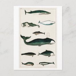 Meereswelt POSTCARD "VINTAGE WALE COLLECTION" Postkarte