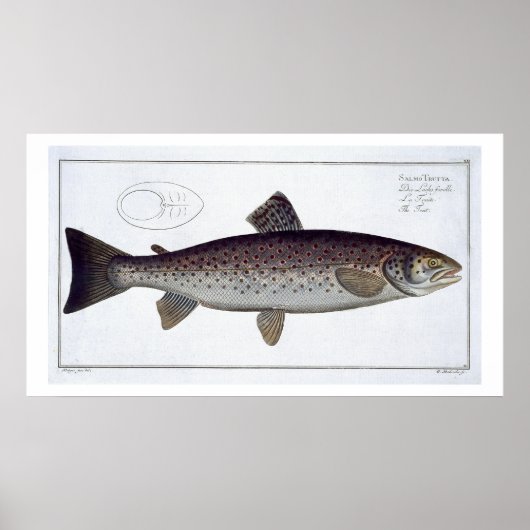 Meerforelle (Salmo Trutta) Platte XXI von 'Ichthyo Poster (Vorne)