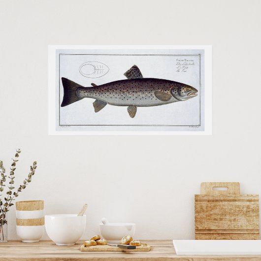Meerforelle (Salmo Trutta) Platte XXI von 'Ichthyo Poster (Küche)
