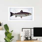 Meerforelle (Salmo Trutta) Platte XXI von 'Ichthyo Poster (Heimbüro)