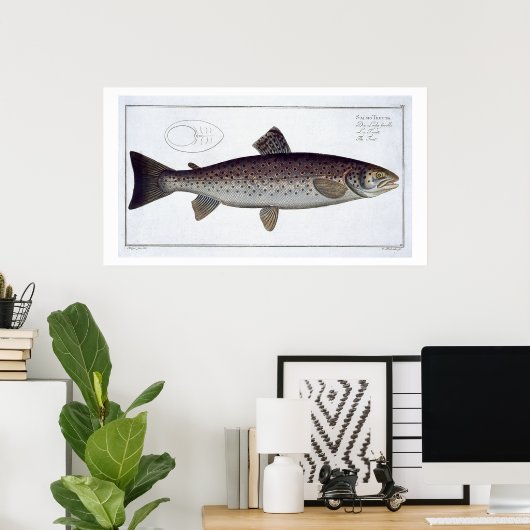 Meerforelle (Salmo Trutta) Platte XXI von 'Ichthyo Poster (Heimbüro)