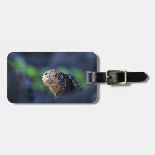 Meeriguana-Galapagos-Inseln Gepäckanhänger