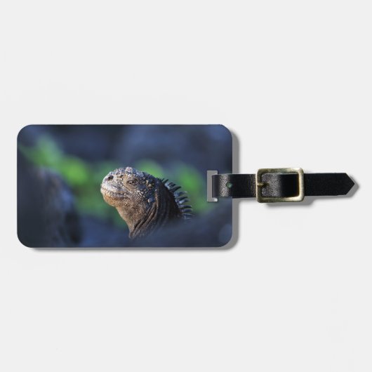 Meeriguana-Galapagos-Inseln Gepäckanhänger (Vorderseite horizontal)