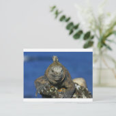 Meeriguana-Galapagos-Inseln Postkarte (Stehend Vorderseite)