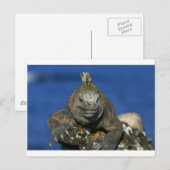 Meeriguana-Galapagos-Inseln Postkarte (Vorne/Hinten)