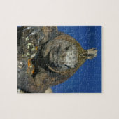 Meeriguana-Galapagos-Inseln Puzzle (Horizontal)