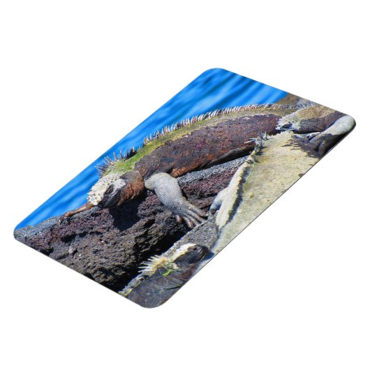 Meeriguana Magnet (Linke Seite)