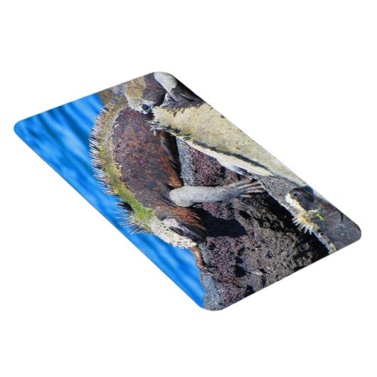 Meeriguana Magnet (Rechte Seite)