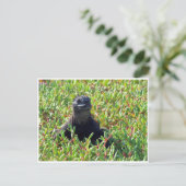 Meeriguana Postkarte (Stehend Vorderseite)