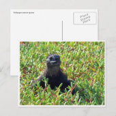 Meeriguana Postkarte (Vorne/Hinten)