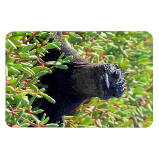 Meeriguanengrün Magnet (Horizontal)