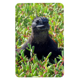 Meeriguanengrün Magnet