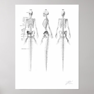 Meerjungfrau Skelett Poster