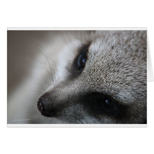 Meerkat (Vorderseite (Horizontal))