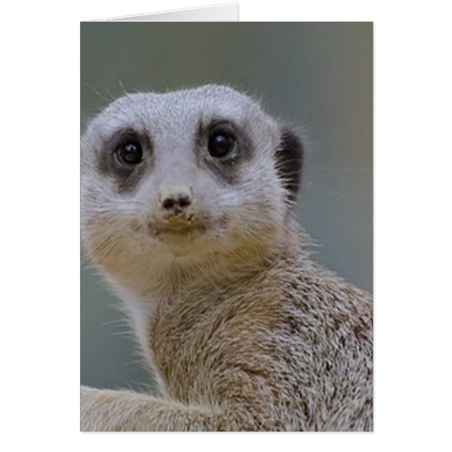 meerkat (Vorne)