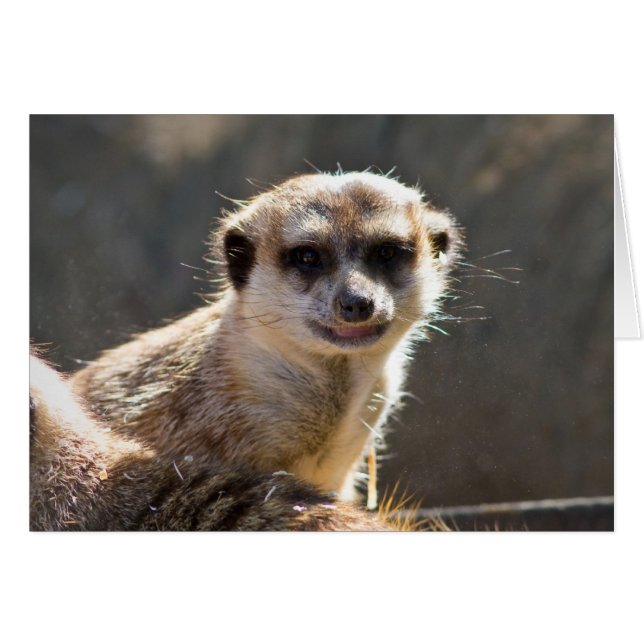 Meerkat (Vorderseite (Horizontal))