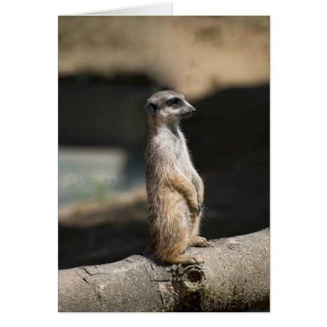 Meerkat (Vorne)