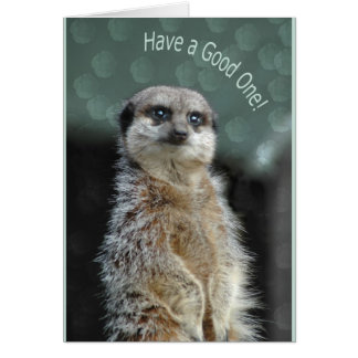 Meerkat