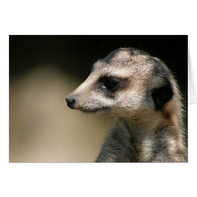 Meerkat (Vorderseite (Horizontal))