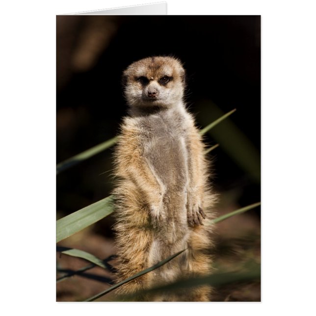 Meerkat (Vorne)