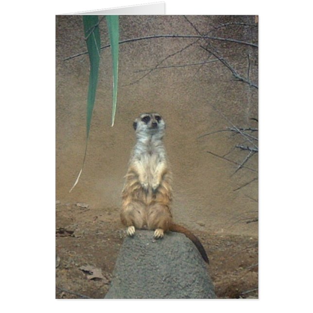 Meerkat (Vorne)