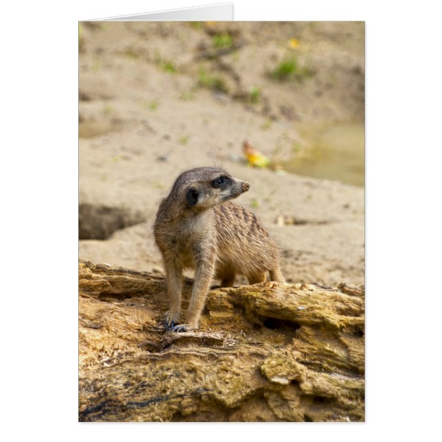 Meerkat (Vorne)