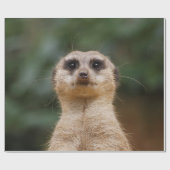 Meerkat 001 geschenkpapier (Flach)