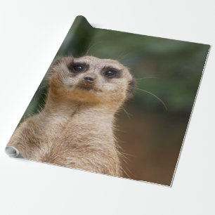 Meerkat 001 geschenkpapier