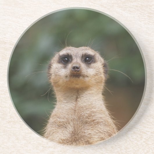 Meerkat 001 getränkeuntersetzer (Vorne)